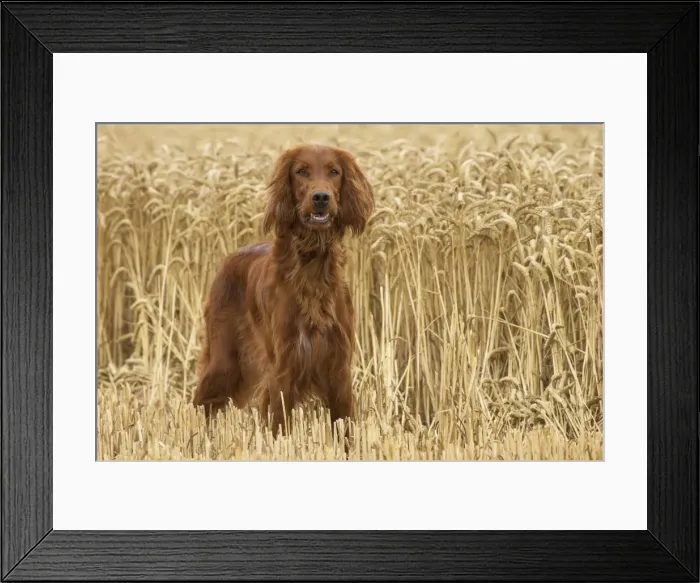 Framed Print : Picture No. 11981670 Framed Print : Picture No. 11981670