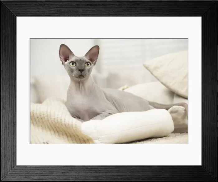 Framed Print : Picture No. 11981671 Framed Print : Picture No. 11981671