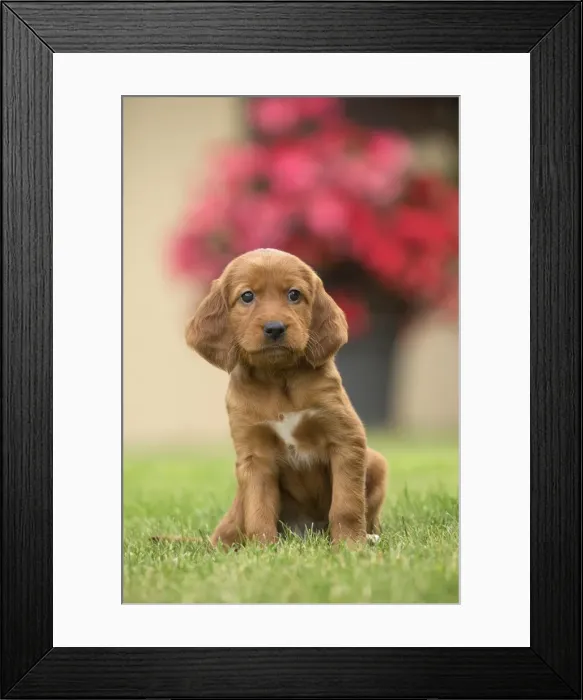 Framed Print : Picture No. 11981672 Framed Print : Picture No. 11981672