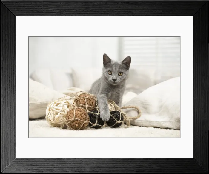 Framed Print : Picture No. 11981673