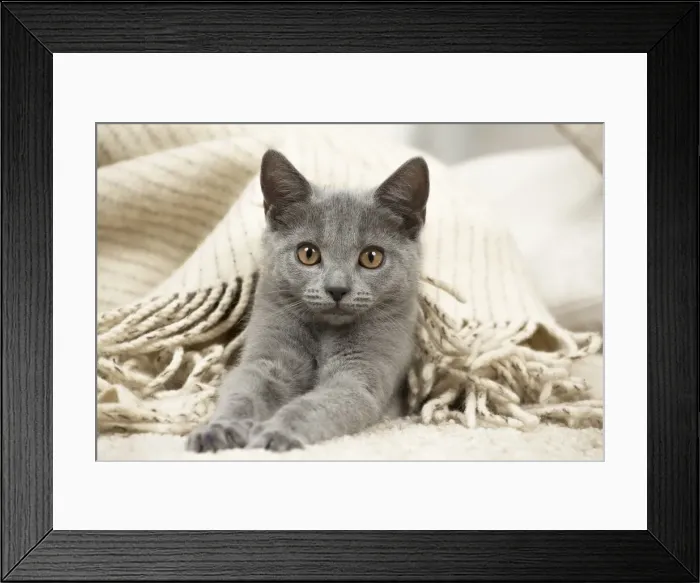 Framed Print : Picture No. 11981674 Framed Print : Picture No. 11981674