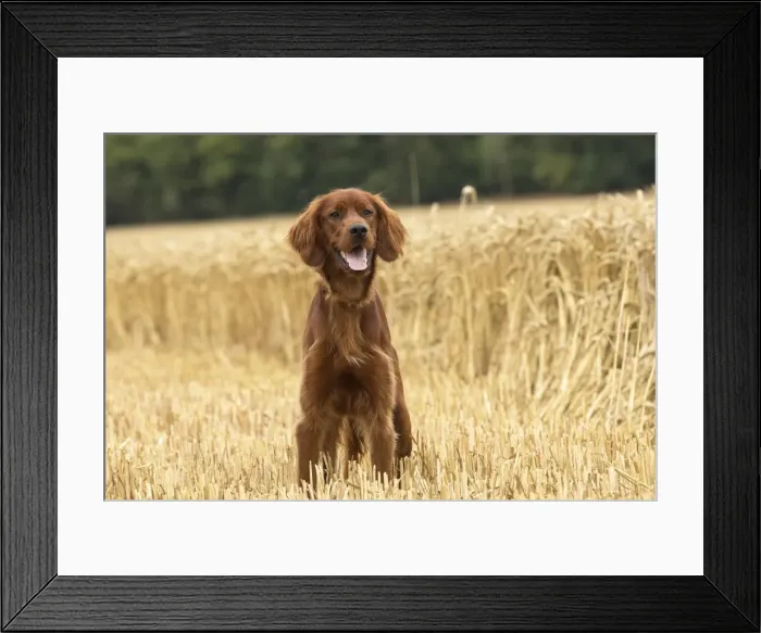 Framed Print : Picture No. 11981675 Framed Print : Picture No. 11981675