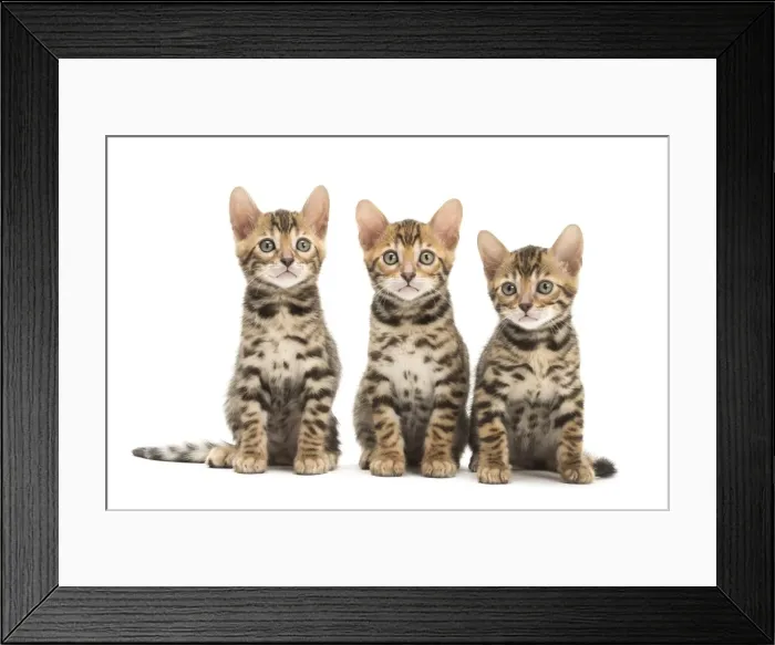 Framed Print : Picture No. 11981676