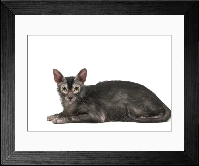 Framed Print : Picture No. 11981677 Framed Print : Picture No. 11981677