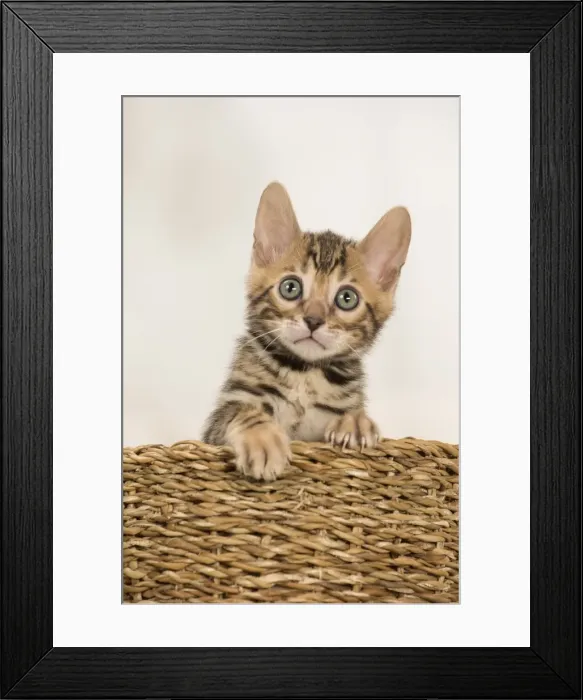 Framed Print : Picture No. 11981678 Framed Print : Picture No. 11981678