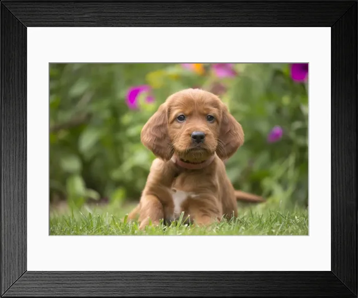 Framed Print : Picture No. 11981679