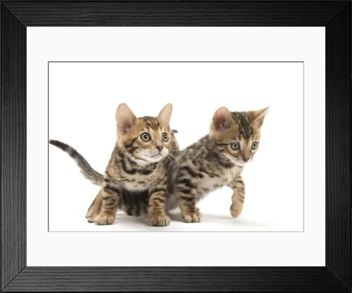 Framed Print : Picture No. 11981680 Framed Print : Picture No. 11981680