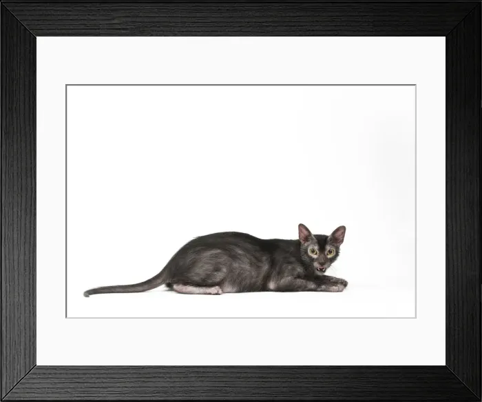 Framed Print : Picture No. 11981681 Framed Print : Picture No. 11981681