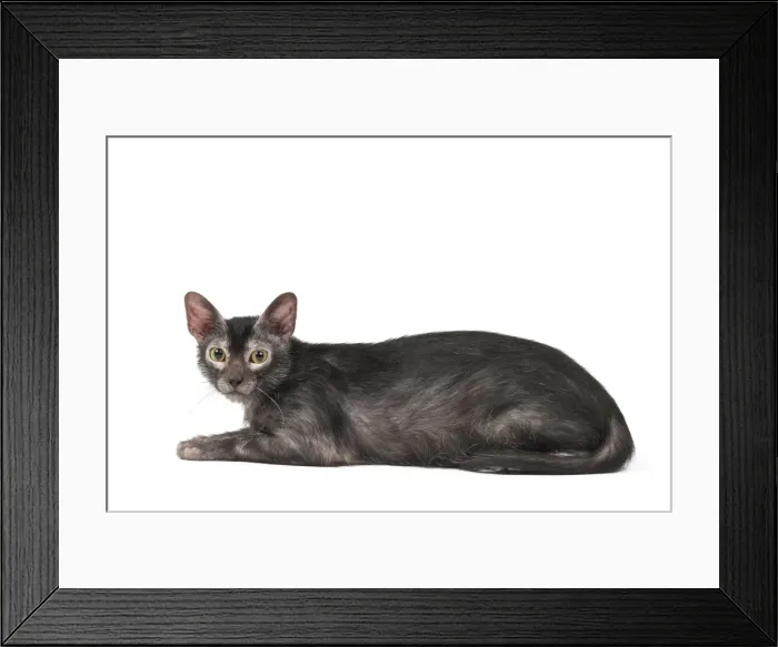 Framed Print : Picture No. 11981683 Framed Print : Picture No. 11981683