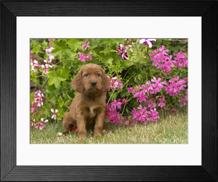 Framed Print : Picture No. 11981684