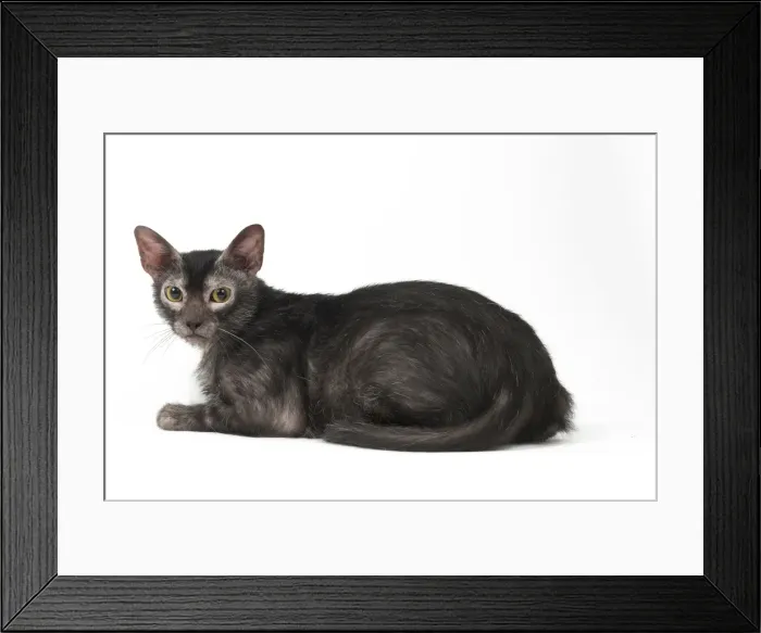 Framed Print : Picture No. 11981685 Framed Print : Picture No. 11981685