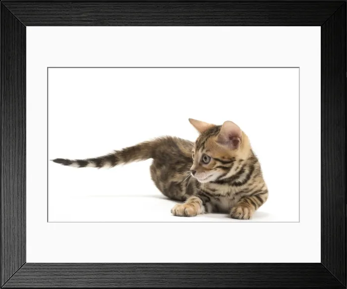 Framed Print : Picture No. 11981686 Framed Print : Picture No. 11981686