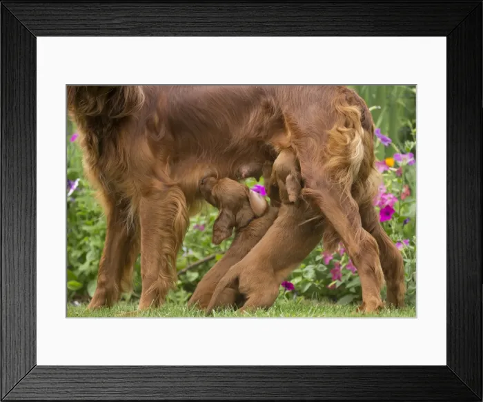 Framed Print : Picture No. 11981687 Framed Print : Picture No. 11981687