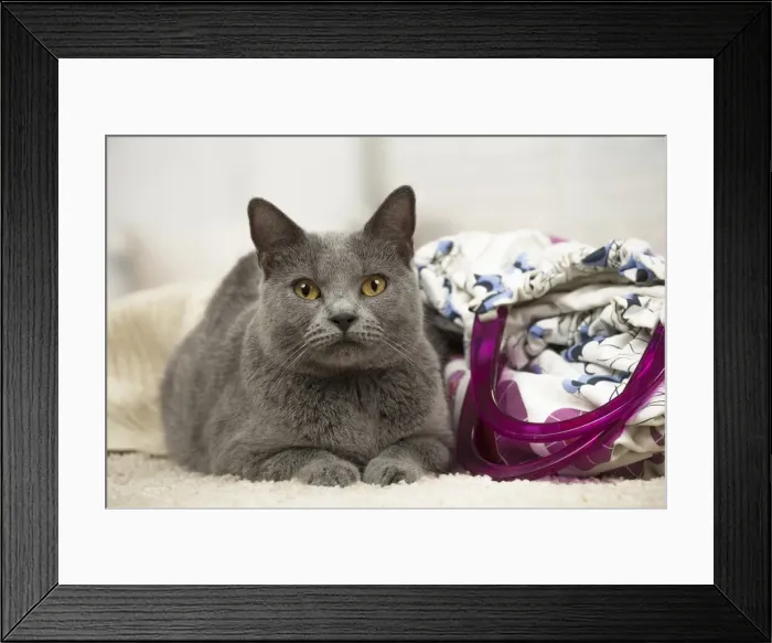 Framed Print : Picture No. 11981688 Framed Print : Picture No. 11981688