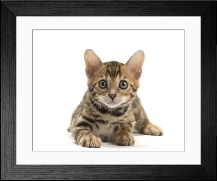 Framed Print : Picture No. 11981689