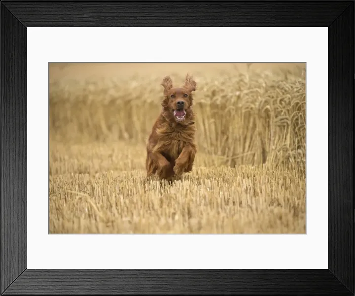 Framed Print : Picture No. 11981690