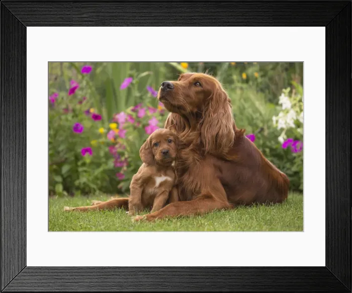Framed Print : Picture No. 11981691 Framed Print : Picture No. 11981691