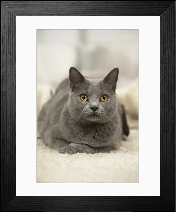 Framed Print : Picture No. 11981692 Framed Print : Picture No. 11981692