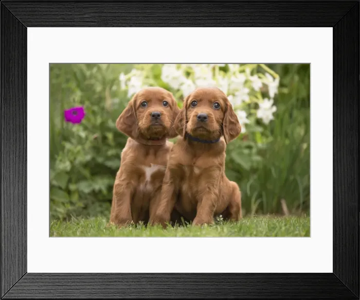 Framed Print : Picture No. 11981694 Framed Print : Picture No. 11981694
