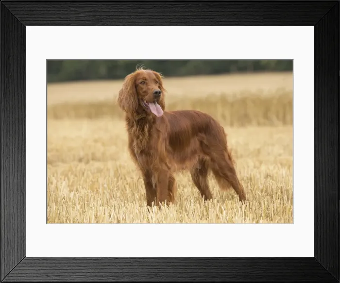 Framed Print : Picture No. 11981695 Framed Print : Picture No. 11981695
