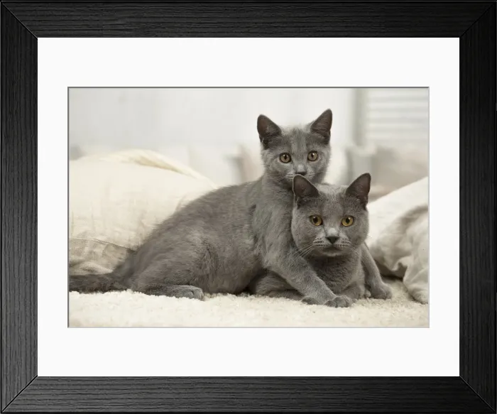 Framed Print : Picture No. 11981696 Framed Print : Picture No. 11981696