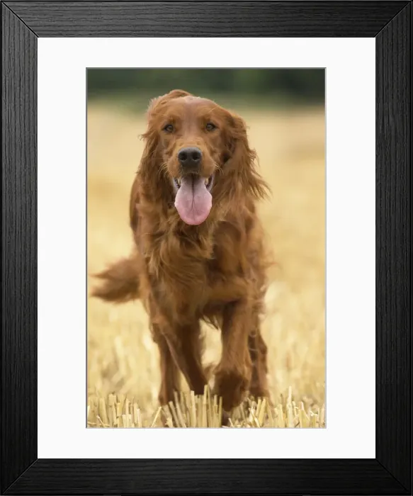 Framed Print : Picture No. 11981697 Framed Print : Picture No. 11981697