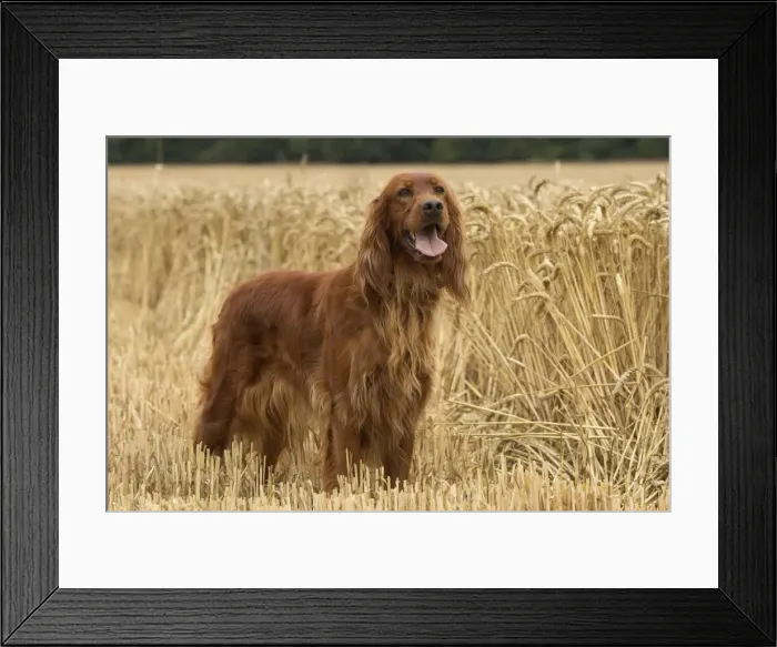 Framed Print : Picture No. 11981698 Framed Print : Picture No. 11981698