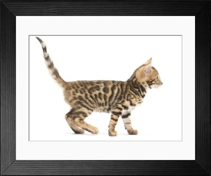 Framed Print : Picture No. 11981699