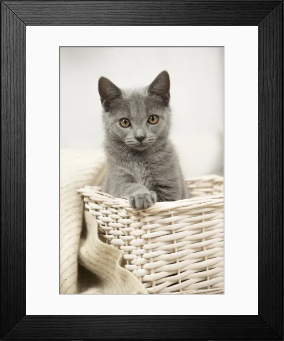 Framed Print : Picture No. 11981701 Framed Print : Picture No. 11981701