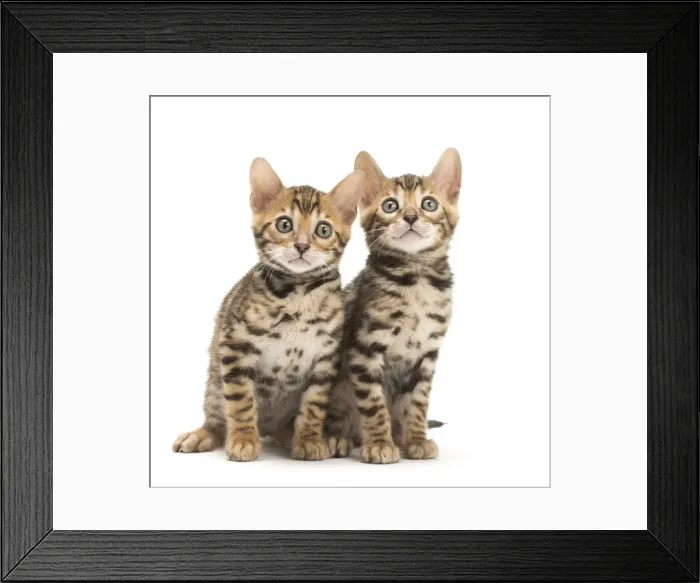 Framed Print : Picture No. 11981702 Framed Print : Picture No. 11981702