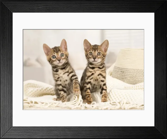 Framed Print : Picture No. 11981703 Framed Print : Picture No. 11981703