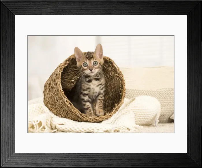 Framed Print : Picture No. 11981704 Framed Print : Picture No. 11981704