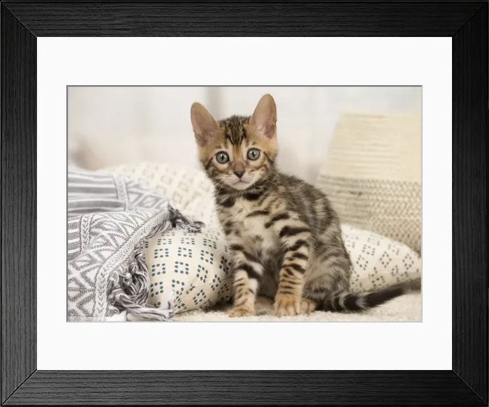 Framed Print : Picture No. 11981705