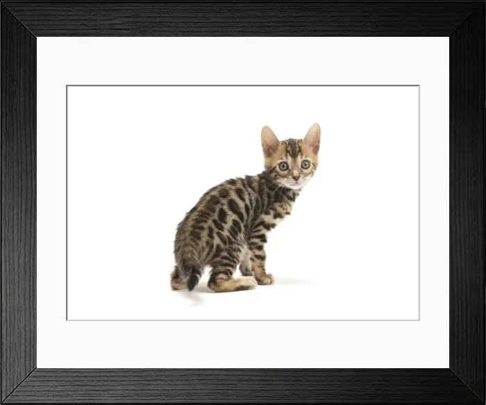 Framed Print : Picture No. 11981706 Framed Print : Picture No. 11981706