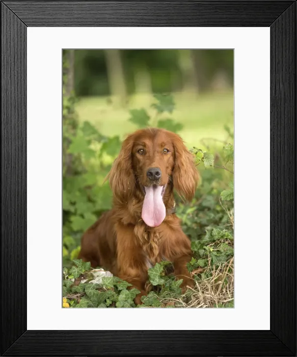 Framed Print : Picture No. 11981708 Framed Print : Picture No. 11981708