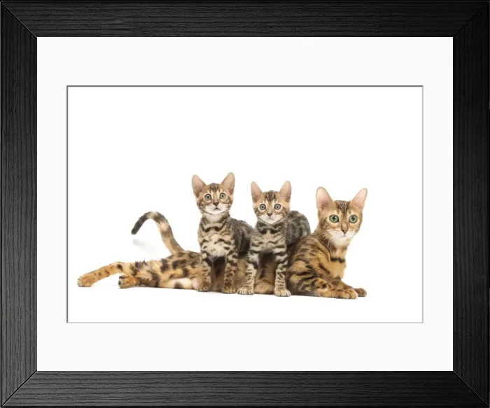 Framed Print : Picture No. 11981709 Framed Print : Picture No. 11981709