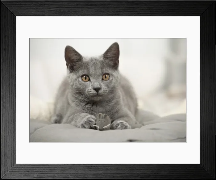 Framed Print : Picture No. 11981710 Framed Print : Picture No. 11981710