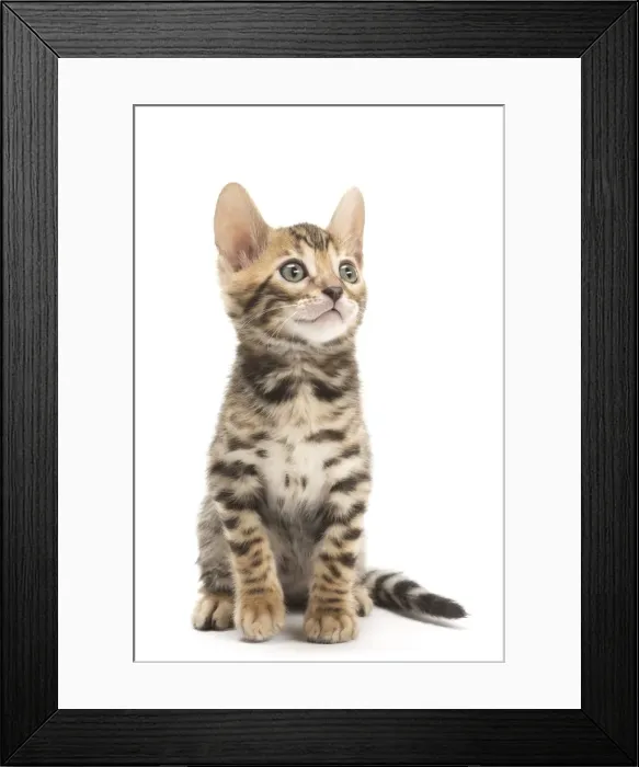 Framed Print : Picture No. 11981711 Framed Print : Picture No. 11981711