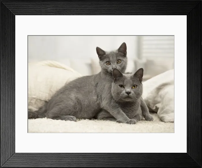 Framed Print : Picture No. 11981712 Framed Print : Picture No. 11981712