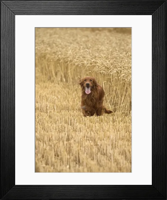 Framed Print : Picture No. 11981713 Framed Print : Picture No. 11981713
