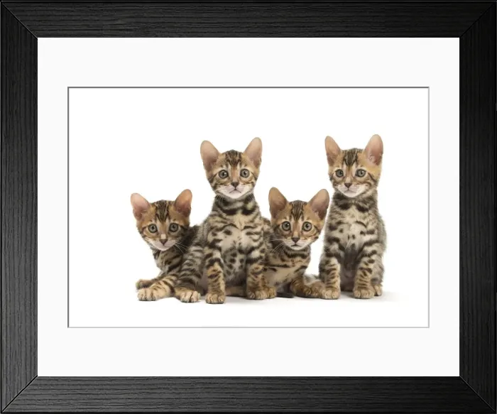 Framed Print : Picture No. 11981714 Framed Print : Picture No. 11981714