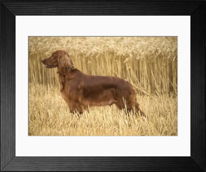 Framed Print : Picture No. 11981715