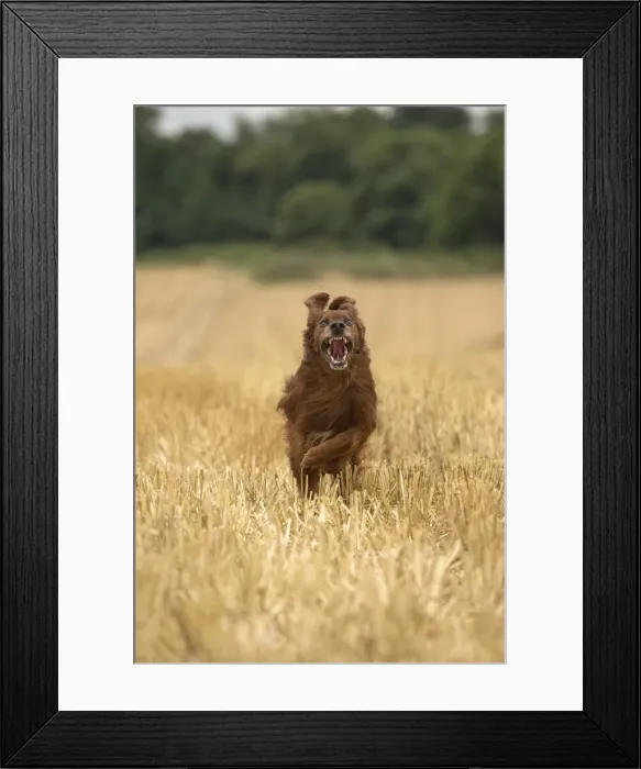 Framed Print : Picture No. 11981716 Framed Print : Picture No. 11981716