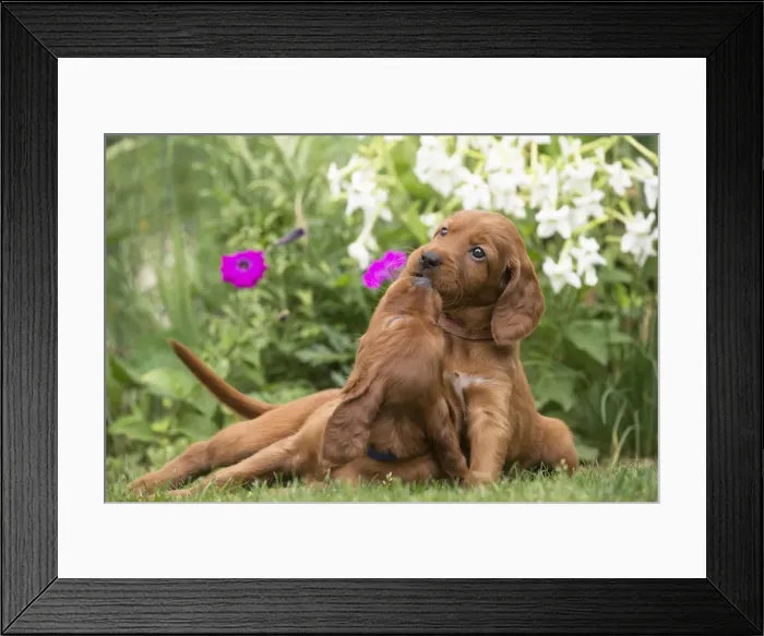 Framed Print : Picture No. 11981717