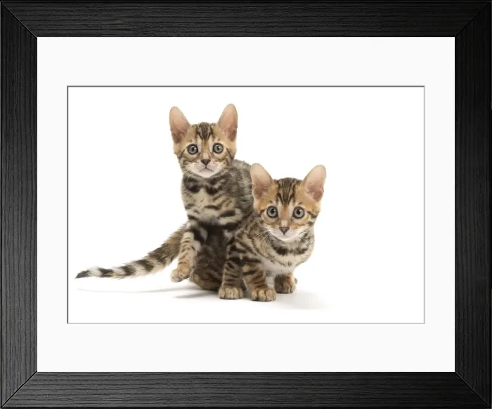 Framed Print : Picture No. 11981718