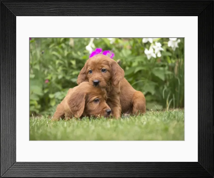 Framed Print : Picture No. 11981719 Framed Print : Picture No. 11981719