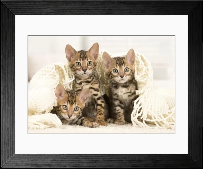 Framed Print : Picture No. 11981720 Framed Print : Picture No. 11981720
