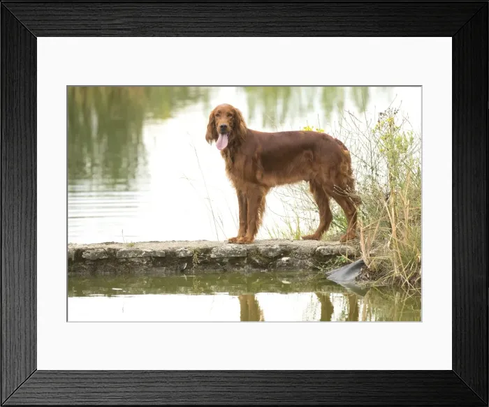 Framed Print : Picture No. 11981721