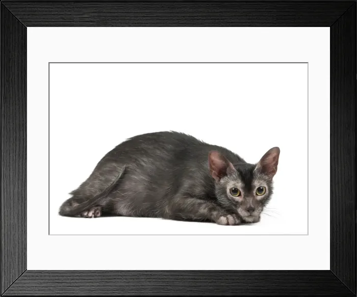 Framed Print : Picture No. 11981722