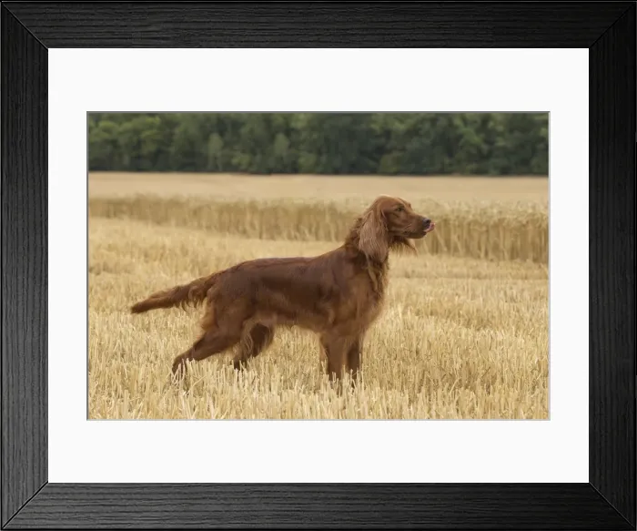 Framed Print : Picture No. 11981723 Framed Print : Picture No. 11981723